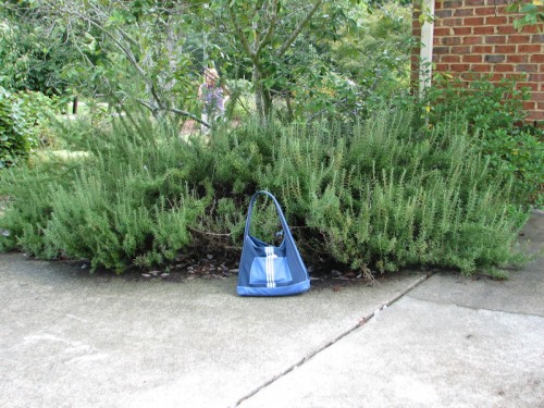 This rosemary was growing in Denny Werner's North Carolina garden. It even had a few blooms on it. My totebag is there to provide scale.