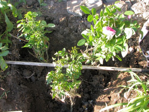 Three roses positioned in the planting hole