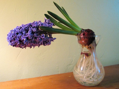 top heavy hyacinth in glass