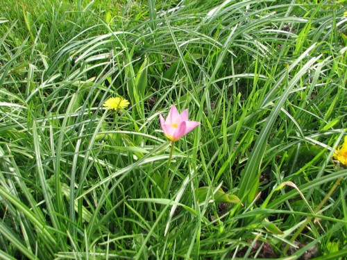 The petite 'Lilac Wonder' tulips got lost in the high grass.