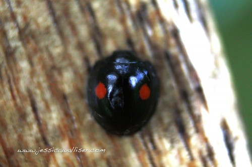 twice-stabbed ladybug by Jessica Walliser
