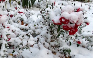 snow on roses
