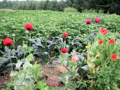 It's become a tradition with us to grow annual poppies in the vegetable garden.