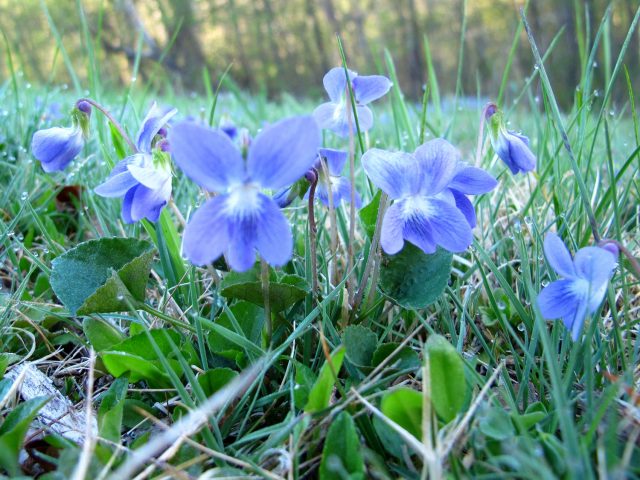 violets Viola sororia