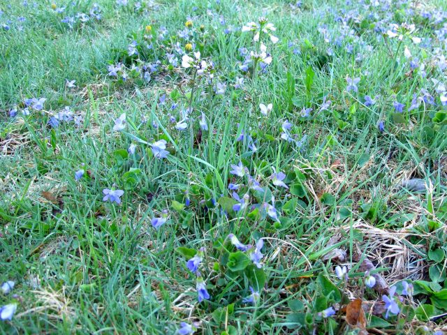 violets in a lawn 