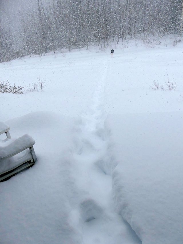 snowy walk to mailbox