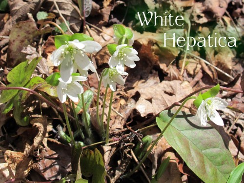 white liverwort, hepatica acutiloba, Anemone acutiloba