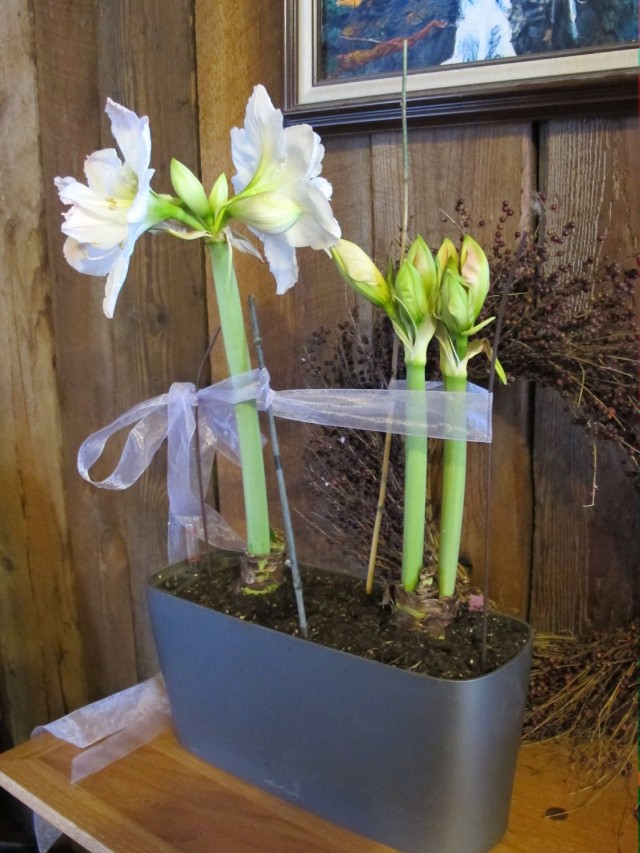 white nymph amaryllis in container sweet nymph in bud