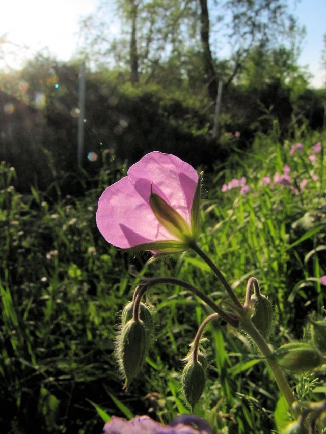 Wild geranium, a spring-bloomer native to the U.S.
