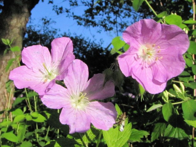 wild geranium, a spring-blooming native plant