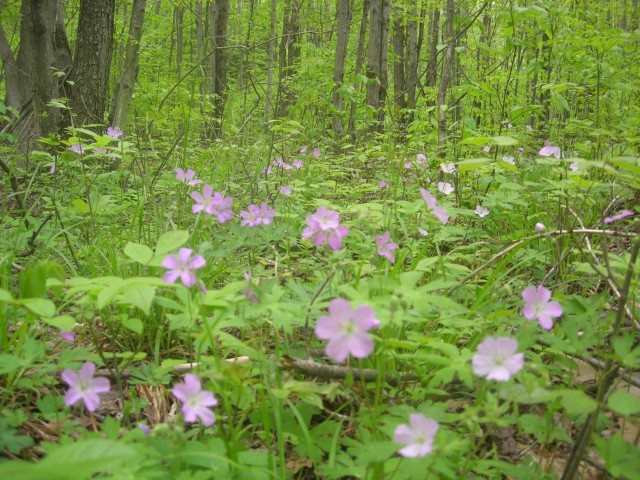 wild geraniums spring-blooming native plant