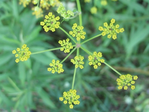 The flower of the wild parsnip is pretty, but don't pick it.