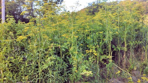 Wild parsnip grows thickly in ditches and can take over fields