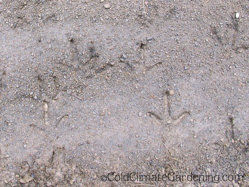I'm guessing these are wild turkey prints--another thing I missed on the way down.