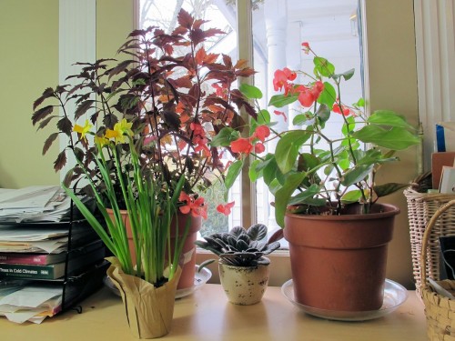 windowsill plants