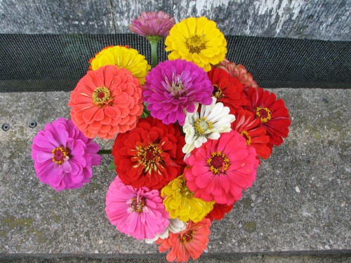 These zinnias were cut for a early fall bouquet.